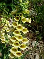 Scrophulariaceae - Digitalis grandiflora